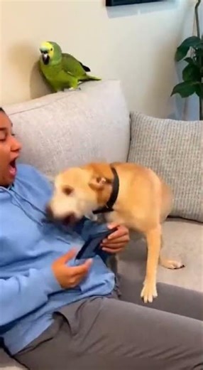 Parrot Throws Lizard at Sleeping Dog – What Happens Next Is Hilarious! 😂🐶🦜