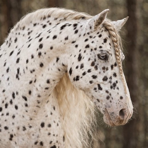 Most beauitful Appaloosa😍 | Horse Sense