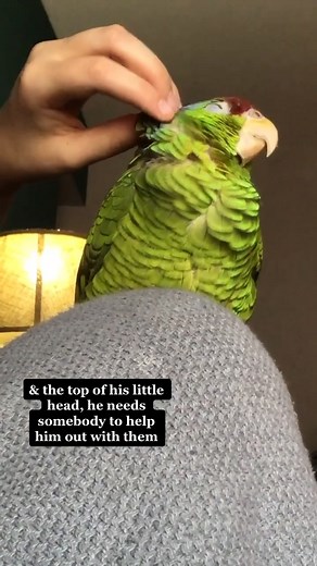 Cuddle Time with an Amazon Parrot