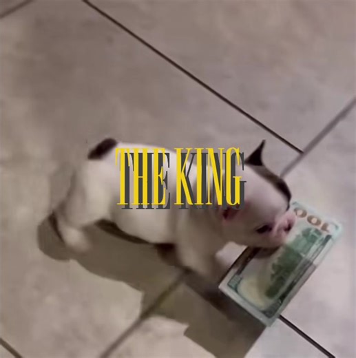 Quién es esta imitadora hoy en su lugar🤧💔 oiga gente perdón por no subir videos tan seguido, esque me gana la pereza😔 bueno ahí tengo como otras 3 canciones más pa ustedes pa que no se aburran tanto y muchas gracias por el apoyo, los quiero mucho😼💐 • • • • • #pibble #theking #imitadora #fyp #lyrics espeor que les guste mis tipos de videos y de verdad gracias por el apoyo que me dan gente los quiero mucho😼❤️ bueno creo que es en unos días o semanas que subiré los demás videos porque la escu