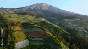 Agriculture fields and Mount Sumbing in background, aerial view