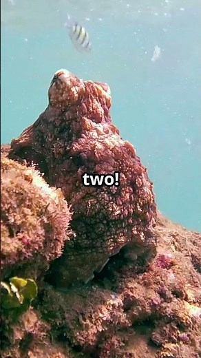 Octopus Fun Facts 🐙 | Amazing Ocean Animals for Kids | HopSong Kids