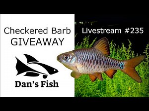 Checkered Barb Giveaway - Ep. 235