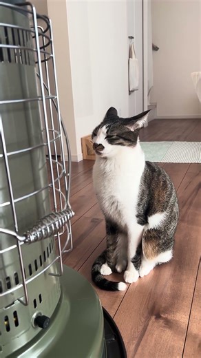 今日のちゃあ助 271 🐈 #猫 #cat #ねこ #shorts