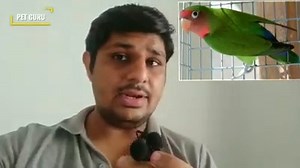 1.1K views · 64 reactions | Mule love bird ki pehchaan aur kese banta he mule lovebird | Lovebird breeding tips #lovebird #mulelovebird #lovebirdbreeding | Pet Guruji | Facebook