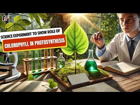 Science Experiment to show role of Chlorophyll in Photosynthesis |Rachna Sagar Activity