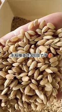 この流れ作業、ずっと見てられる。水稲種まき3回目です‼️#農業#ショート動画