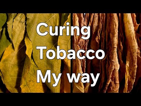 Tobacco Curing Process | Harvest, Thread & Basement Drying with Fan Schedule 🌿💨