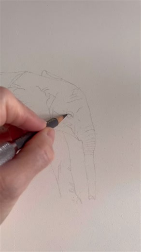 Finishing my baby elephant today | Amanda Grey Fineart