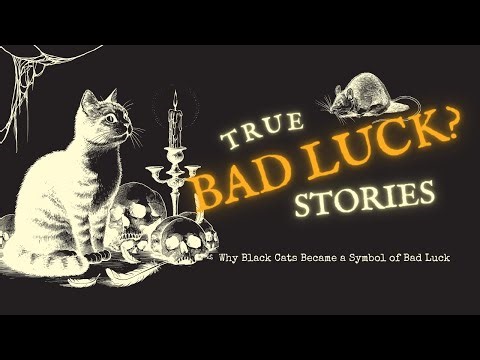 Why Black Cats Became a Symbol of Bad Luck (The Dark Truth)