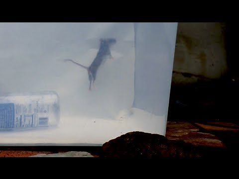 How High Can a Mouse Jump? Watch This to See!