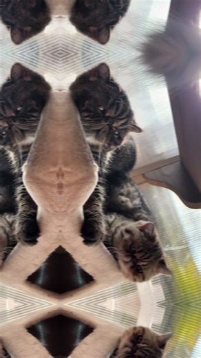 Exotic Shorty Hair Cats: A Unique Look at Feline Beauty