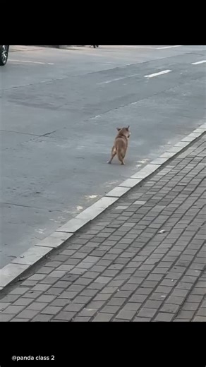 Rx Røñì on Instagram: "@panda_class.2 😥😭"