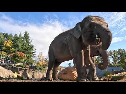Elephants Smash Really Big Pumpkins