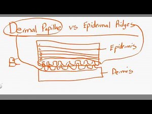 dermal papillae vs epidermal ridges