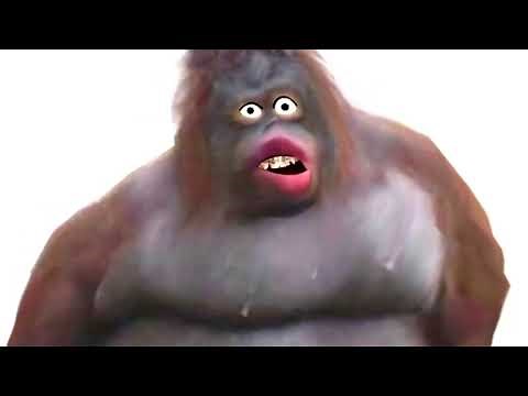 Happy Monkey Circle meme funny songs dancing monkey talking monkey comic monkey fun monkey cute