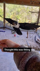 5K views · 275 reactions | And yes that is a bone to really top off the vibe  #crow #crows #crowsofinstagram #spooky #spookyseason #spookyvibes #birds #animals | Dark Wings Wildlife & Education | Facebook