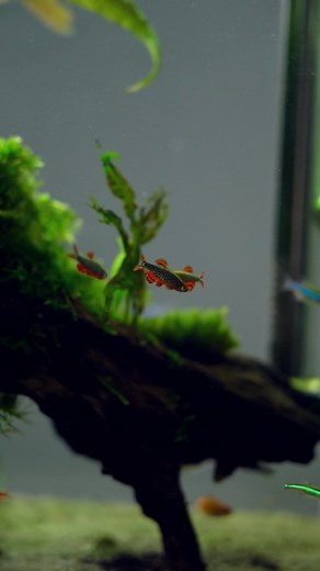 Galaxy Rasbora #aquascape #aquarium #galaxyrasboras #fish #nature