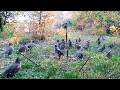 Unbelievable Wild Bird Catching Moment! No Voice – Just Real Bird Trapping Footage #Effective_Trap