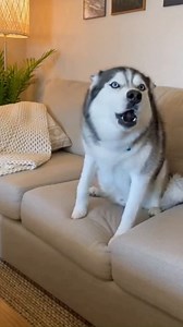 The most dramatic dog breed in the world 🐾😆 🎭 Even as AI entertainment, the behavior feels so real. #HuskyVibes #PetComedy #huskystory #funnyhusky #PetReels | Tutoo quotes