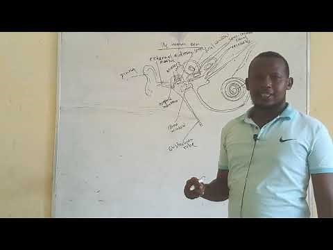 The human ear structure and function