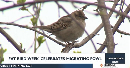 Chunky chicks, conservation shine in first-ever Wisconsin Fat Bird Week