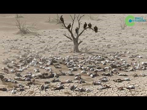 This Is The Animal THAT ERADICATED THE ZOMBIE RABBIT Invasion In The U.S