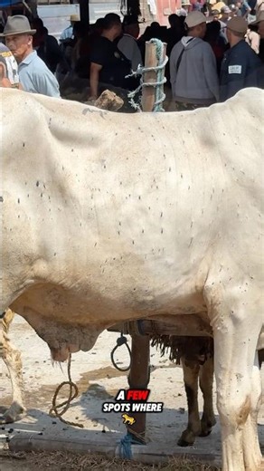 This cow has quite spots on its body 🤔 #cowvideos #cowsounds