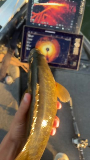 dbi fishing (@dbi_fishing)’s videos with original sound - dbi fishing
