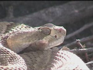 Rattlesnake (Mojave) in the Wild (BEST)