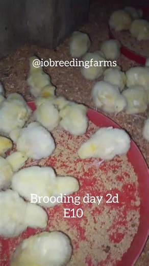 documented episode 10 day 2d of brooding chicks #brooding #broiler #chicks #poultry
