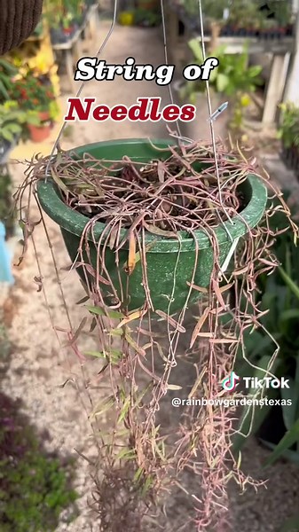 What's your favorite string of things? Ours is string of frogs! 🐸 #planttok #plantsoftiktok #houseplants #plantparent #houseplants #plantcare #plant nursery #shoplocal #sanantonio