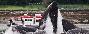 Juneau Alaska Shore Excursions| Gastineau Guiding