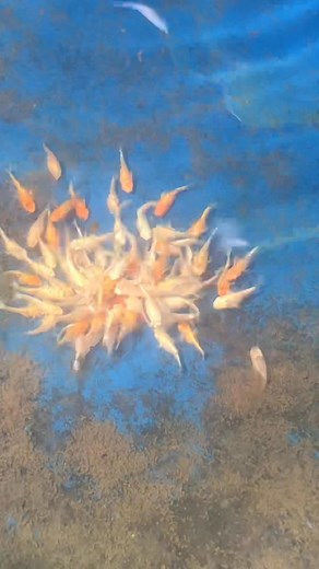 60K views · 564 reactions | NO LIVE FOODS , NO PROBLEM | Jvrd Balloons | Facebook