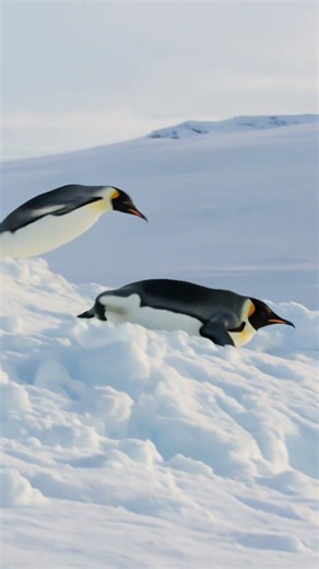 Pingüinos bajando la colina como si no hubiera frenos 🐧❄️ #IA #natura #pinguinos #AI #pinguin