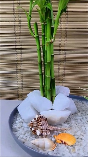 17K views · 271 reactions | Lucky Bamboo & Spider Plant for Kitchen Window Decor #luckybambooplant #spiderplant #kitchenwindow #homedecor #ideas | Adela E | Facebook