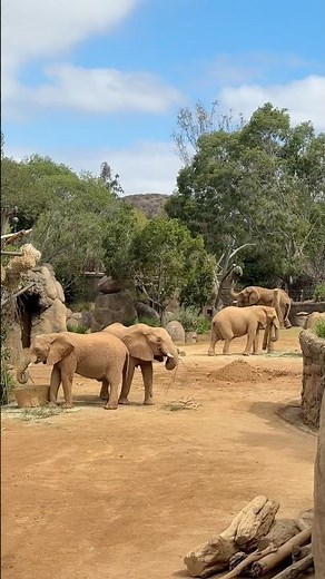 eating at mkutano house 🐘 | san diego safari park #shorts