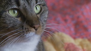 Pet-friendly dorms welcome cats, dogs and reptiles at LMU