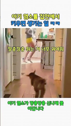 강아지인 줄? 아기 염소와 집에서 술래잡기하면 벌어지는 일 (심쿵주의) #아기염소 #귀여운동물