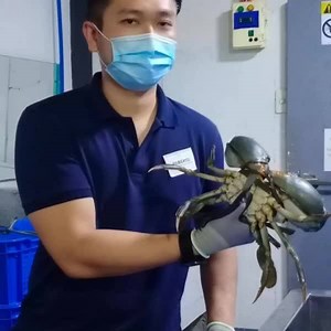 1.1K reactions · 107 shares | Vertical Crab Farm w/ Recirculating Aquaculture System. Thursdays and Saturdays of August 2020 at Masantol, Pamp. Call 09778130481 | Philippine Crab Aquaculture - RAS | Facebook