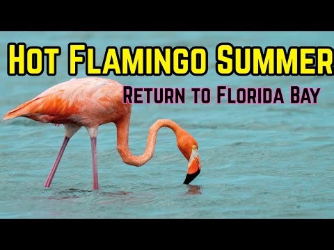 🦩Wild Flamingos Return to Florida Bay | Hot Flamingo Summer🔥
