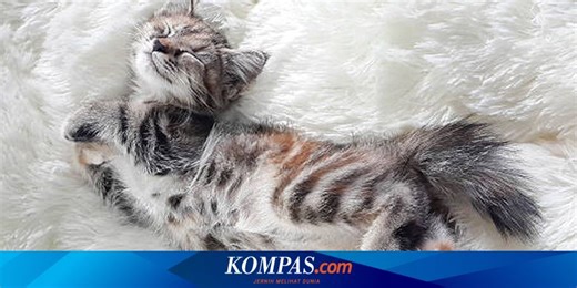 7 Posisi Tidur Kucing yang Paling Umum dan Maknanya
