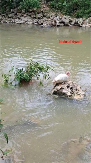 jalan di dalam air pakek daun biar dapat ayam kalkul #shorts #anmals #birds #reels #fyp #viral