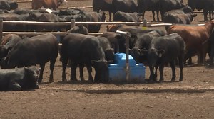 Deadly heat: Thousands of cattle died in extreme heat and high humidity in southwest Kansas last weekend. WARNING: Video may be disturbing to some. | WYFF News 4