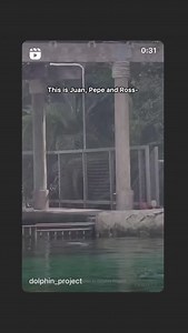 Dolphin Project on Reels | Facebook