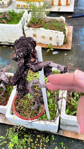 5 Years 9 Months Bonsai Transformation | Wild Exposed-Root Berchemia lineata Stump From 2020