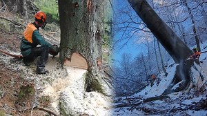 Advanced Machines for Fast Wood Cutting and Transport