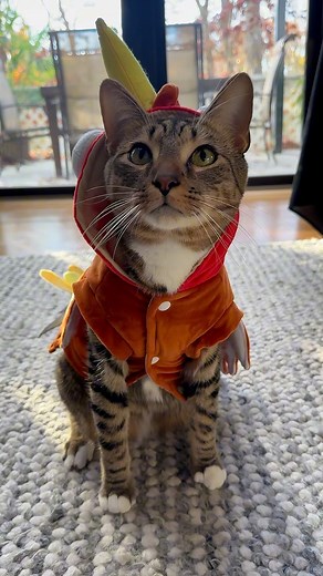 21K views · 990 reactions | happy thanksgiving from the cutest turkey ever旅 #catsofinstagram #cutecat #cat #catlover #catmom #happythanksgivng #thanksgiving #turkey | The Loki Show | Facebook