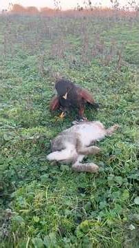 Harris hawk catching rabbit #falconry #hunting #birds #birdsofprey