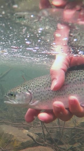 It’s stocked trout fishing season. 🐟 #fishing #trout #rainbowtrout #troutfishing #fishingwithrod